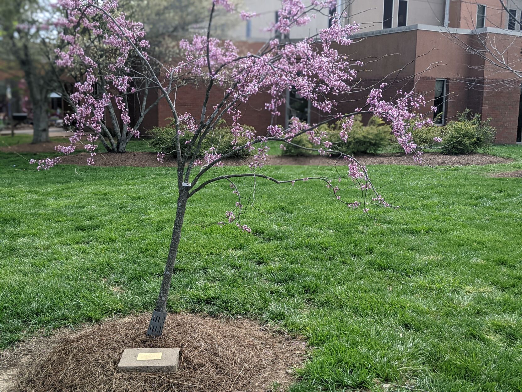 0406 First Presbyterian Church arboretum memorial tree